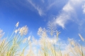 blue-sky-and-chinese-silvergrass-in-autumn