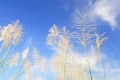 chinese_silvergrass_01