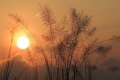 chinese_silvergrass_02