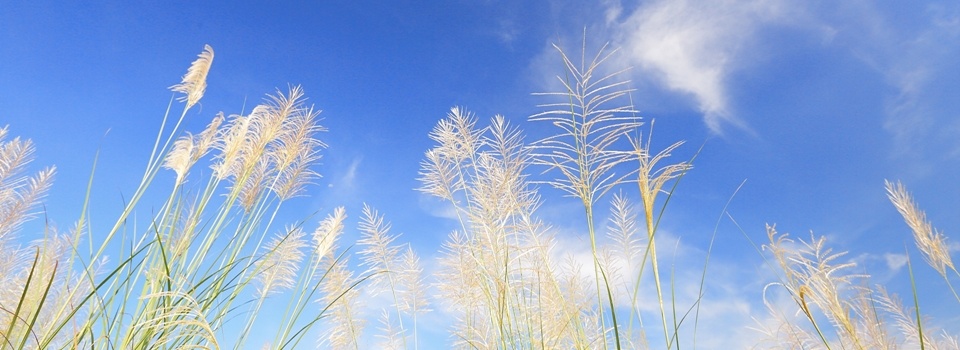 chinese_silvergrass_01