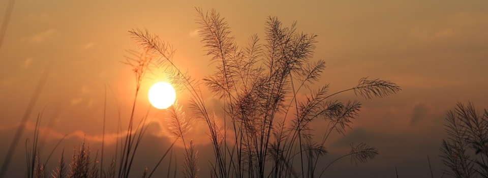 chinese_silvergrass_02